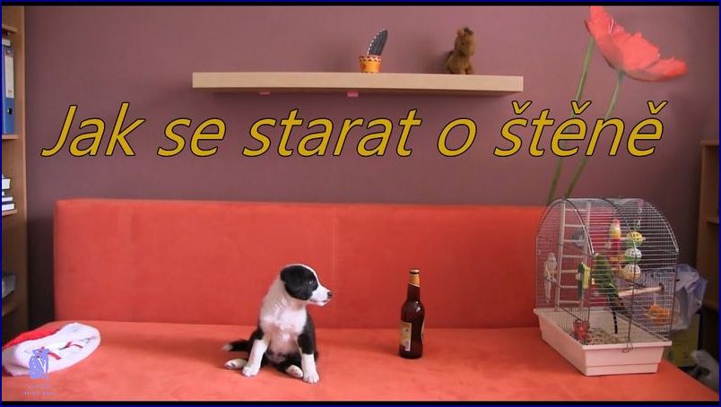 Jak Se Starat O Řasokoule? Radíme!