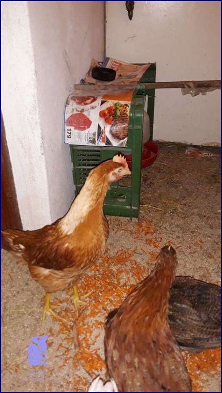 Kdy Dát Muškáty Ven? Už Nyní Víme!