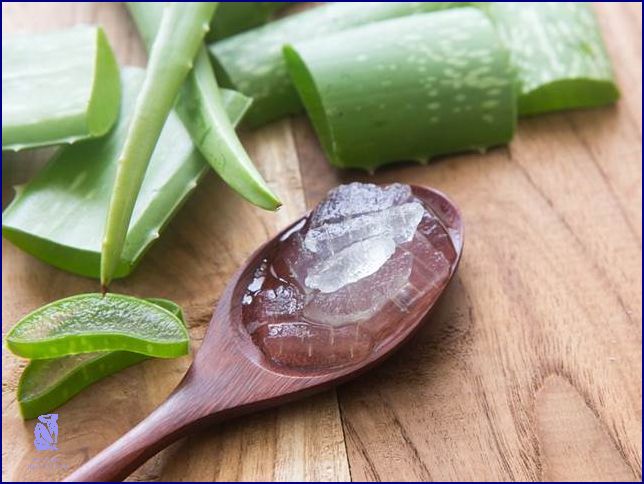 Jak Efektivně Řezat Aloe Vera?