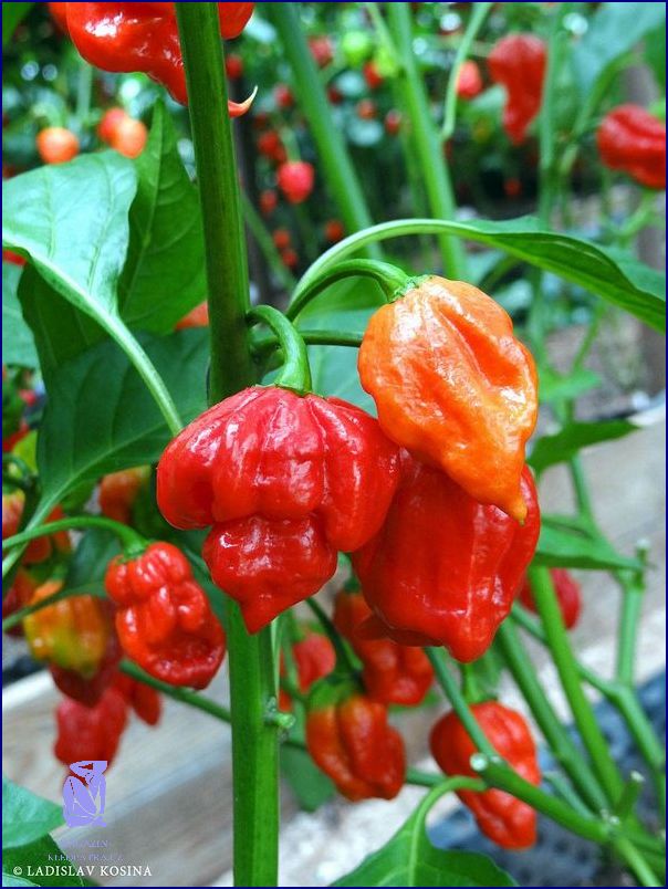 Chilli Papričky: Pro Vaše Zdraví!