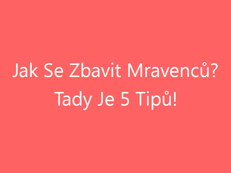 Jak Se Zbavit Mravenců? Tady Je 5 Tipů!