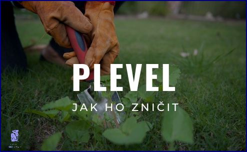 Jak Zničit Plazivý Plevel V Trávníku?