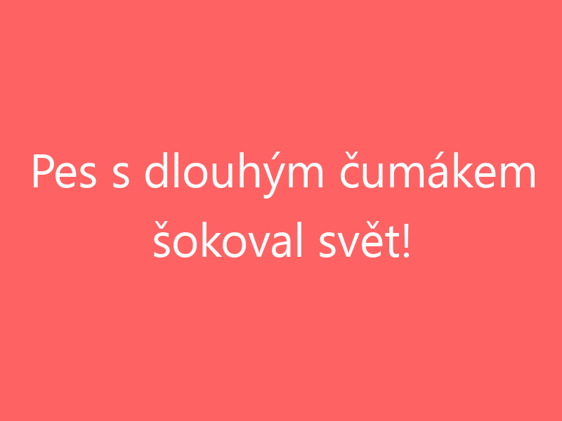 Pes s dlouhým čumákem šokoval svět!