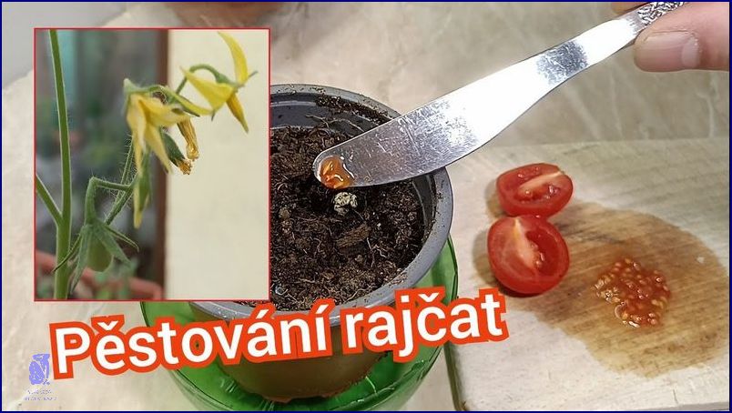 Pěstování Rajčat Ze Semínek: Návod! Pěstování Rajčat Ze Semínek: Návod!
