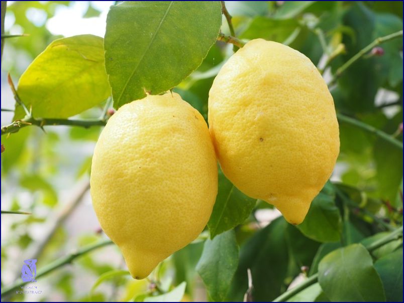Recept Na Citronový Krém: Nechte se Zlákat Chuťí!