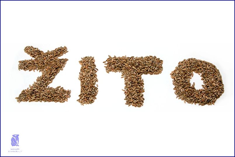 Zjistěte, Proč Je Protein Před Cvičením TAK DŮLEŽITÝ!
