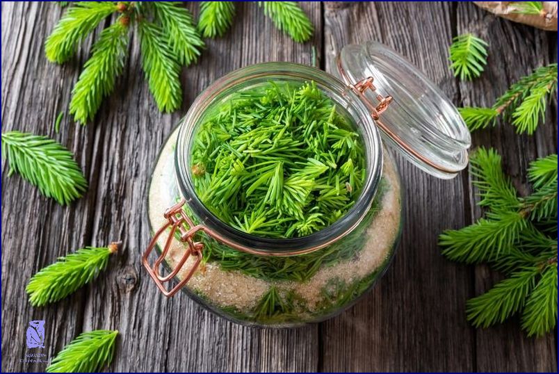 Sirup Ze Smrkových Výhonků: Překvapí Vás! Sirup Ze Smrkových Výhonků: Překvapí Vás!