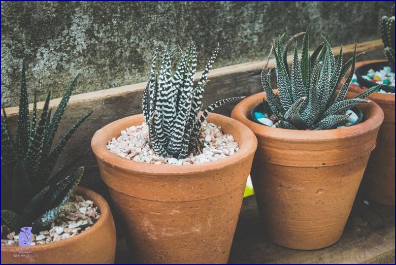 Jak Pěstovat Aloe Vera? Odhalte Tuto Tajnou Radu! Jak Pěstovat Aloe Vera? Odhalte Tuto Tajnou Radu!