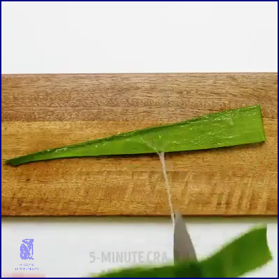 Jak Pěstovat Aloe Vera? Odhalte Tuto Tajnou Radu! Jak Pěstovat Aloe Vera? Odhalte Tuto Tajnou Radu!