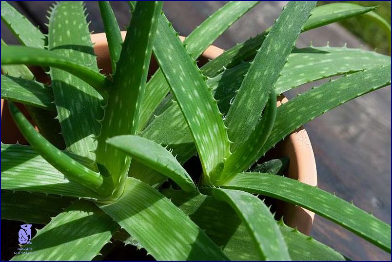 Jak Pěstovat Aloe Vera? Odhalte Tuto Tajnou Radu! Jak Pěstovat Aloe Vera? Odhalte Tuto Tajnou Radu!