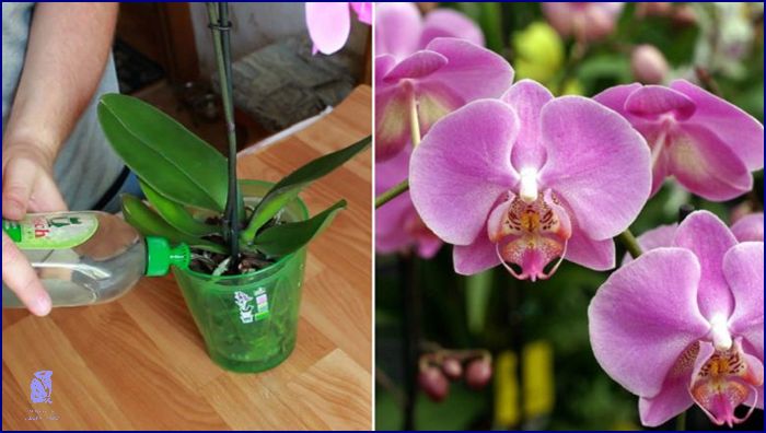 Jak Se Starat O Orchidej? Přečti Si Tyto Tipy!