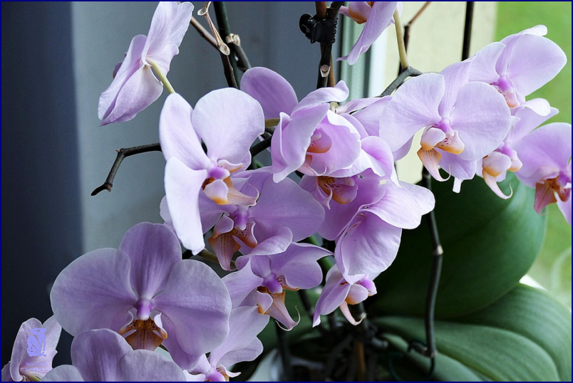 Jak Se Starat O Orchidej? Přečti Si Tyto Tipy! Jak Se Starat O Orchidej? Přečti Si Tyto Tipy!