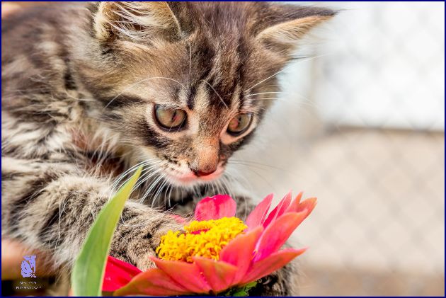 Jedovaté Rostliny Pro Kočky: Co Může Váš Mazlíček Otrávit?
